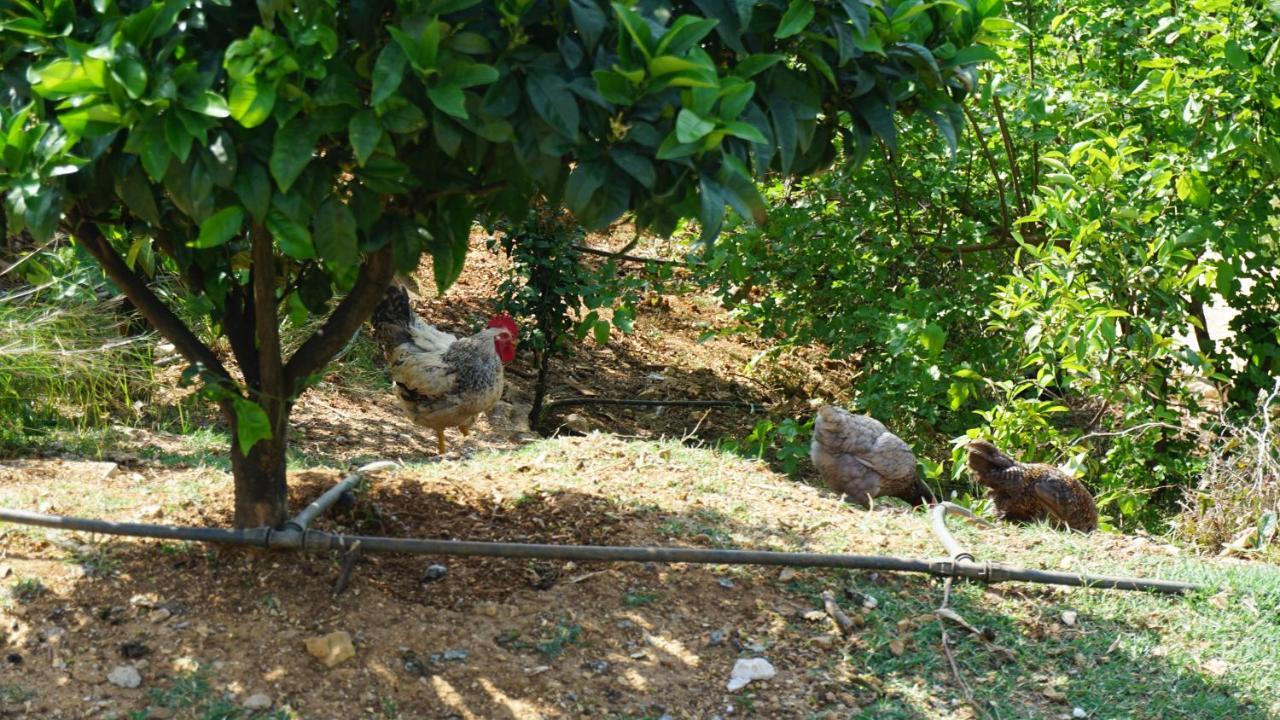 Markev * Vlorë